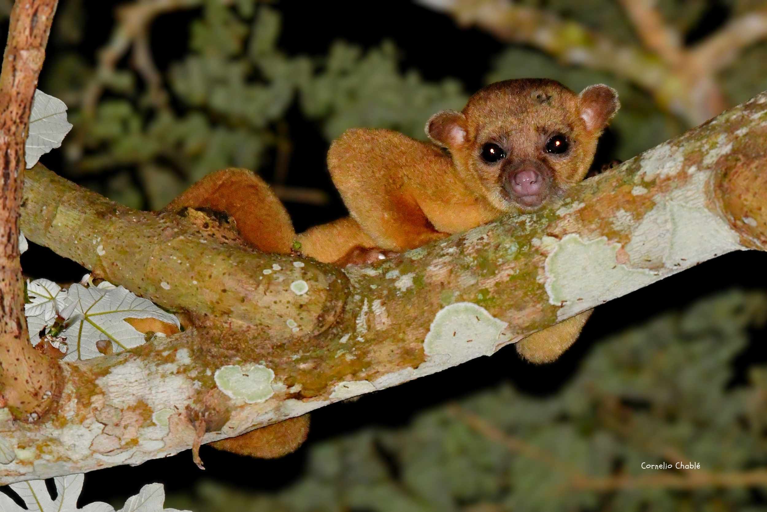 Oportunidad Voluntario para fotografía de naturaleza